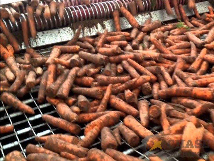 Carrot Washing Sorting Line